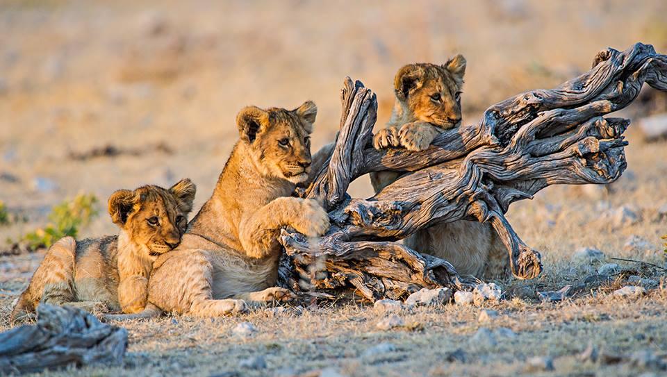 Namibie, vzpomínky na Afriku