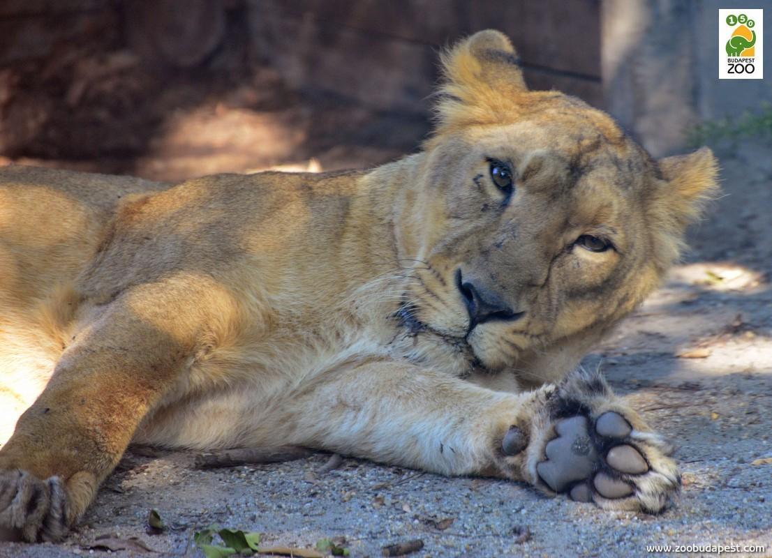 Budapešť, Tropicarium A Zoo