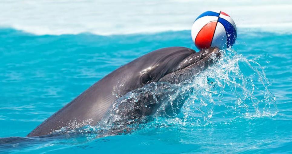 Zájezd do delfinária a ZOO v Norimberku