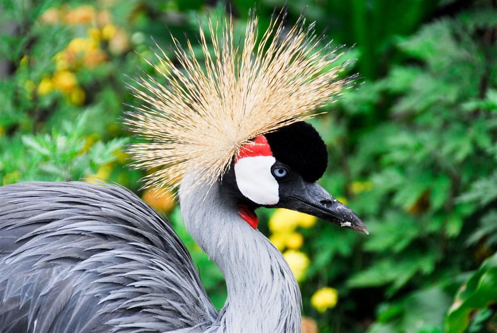 Safari v Ugandě - Cesta za gorilami s českým průvodcem
