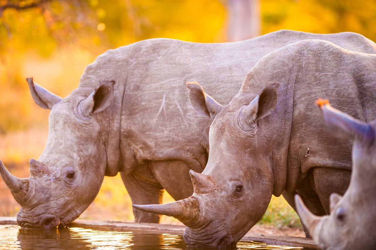 Keňa - Safari a oceán 13 dní 2020