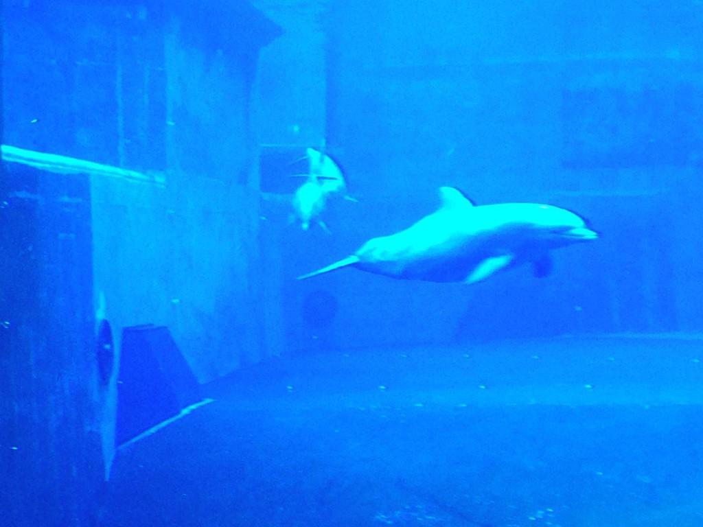 Delfíní show v ZOO Norimberk