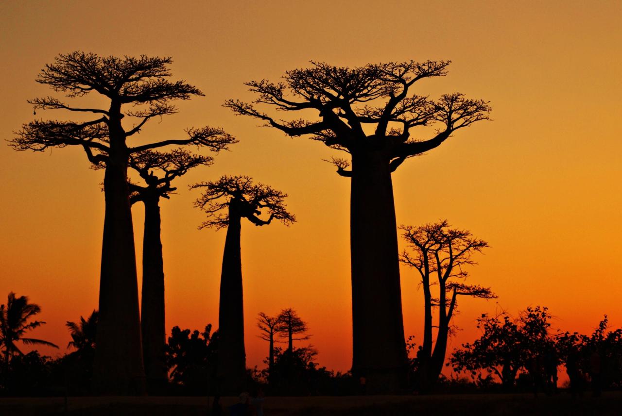 Madagaskar – velký okruh (komfort)