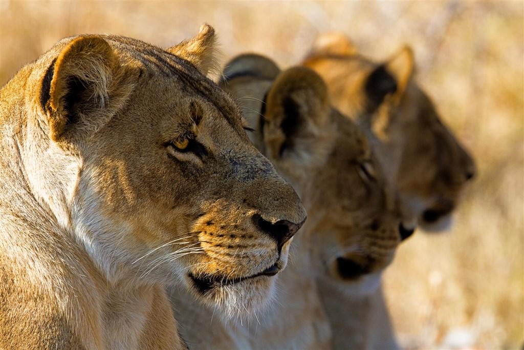 Safari v Tanzanii - To nejlepší ze severní Tanzánie