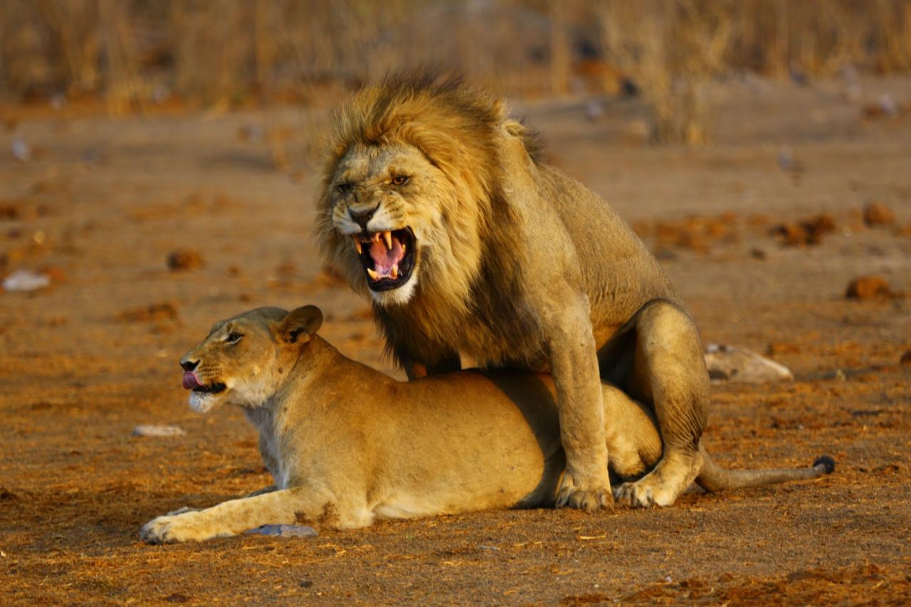 Jihoafrická republika, Namibie, Botswana, Zimbabwe, Zambie (Komfort)
