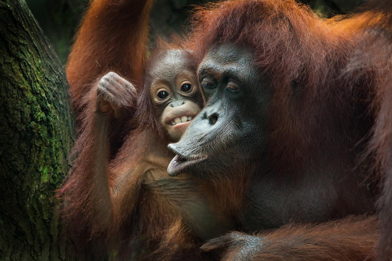 Sumatra, Jáva, Bali (Expedition)