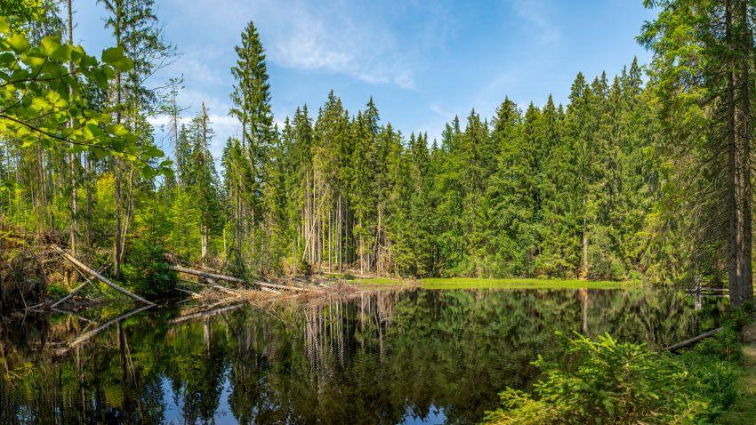 Šumava