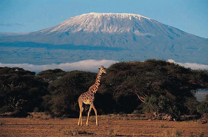 Safari Tsavo West
