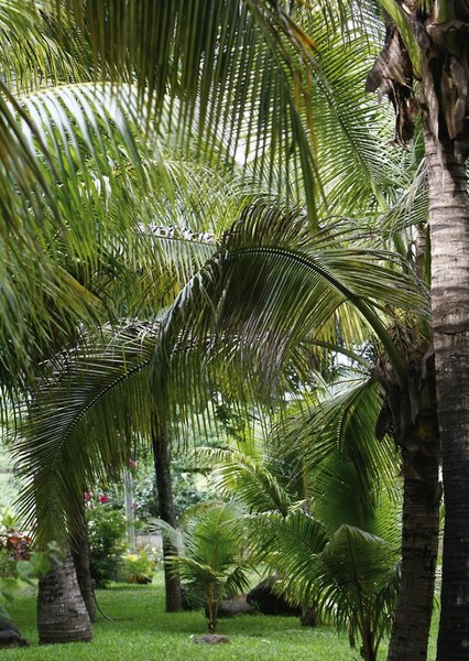 Hotel Riu Creole