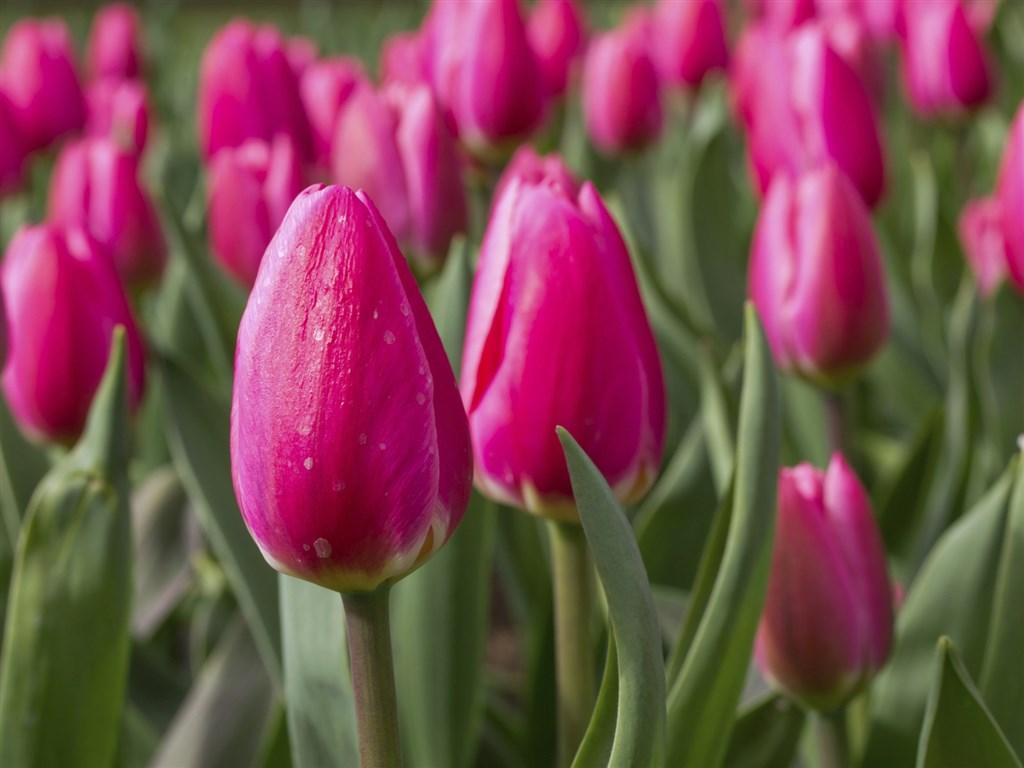 Holandsko – Jarní Keukenhof A Amsterdam, Letecky