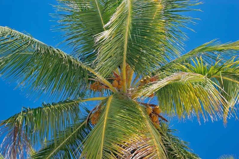 Meliá Punta Cana Beach Resort – fotka 7
