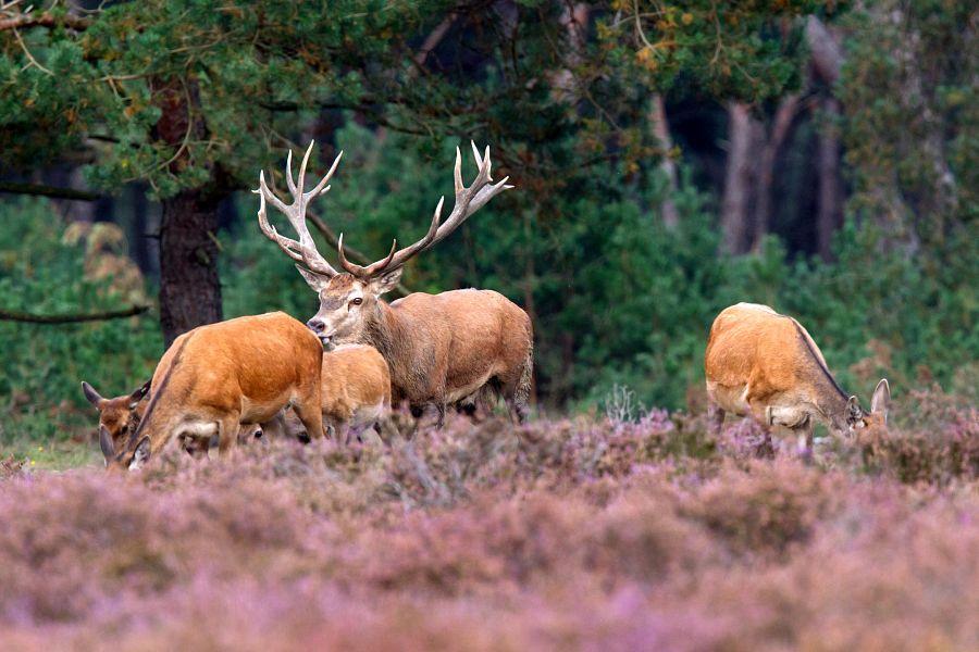 To nejlepší z Amsterdamu + Giethoorn + národní park (letecky z Prahy)