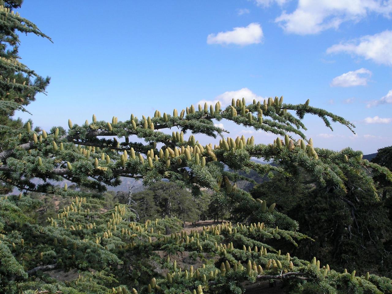 Kypr - ostrov dvou tváří