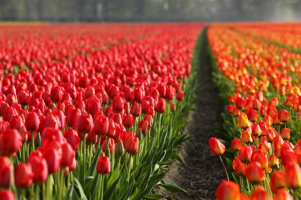 Letecký Zájezd Do Holandska – Keukenhof