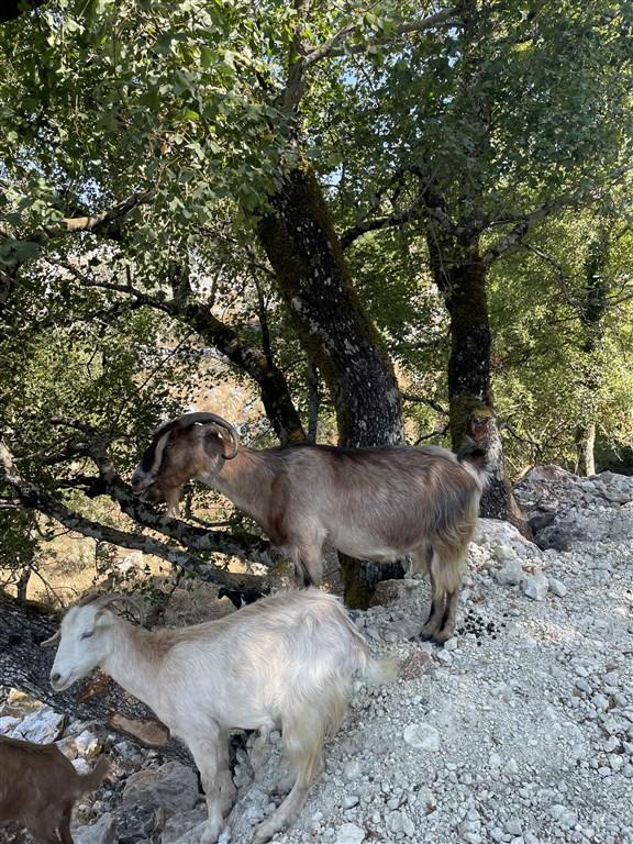 KORFU, PAXOS A ANTIPAXOS s výlety do hor, k útesům, jeskyním i plavbou po moři- bez stravy