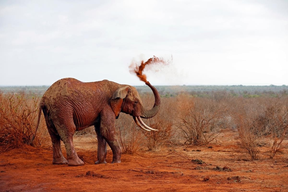 2 Dny Safari Tsavo East + Neptune Paradise