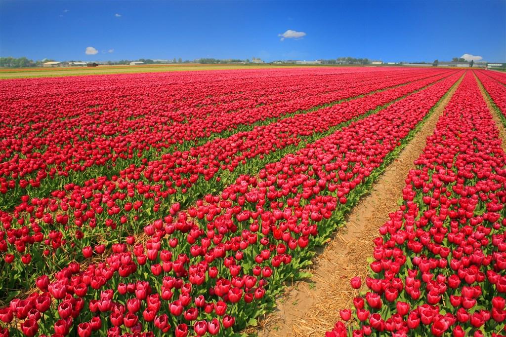 Holandsko – Jarní Keukenhof A Amsterdam, Letecky