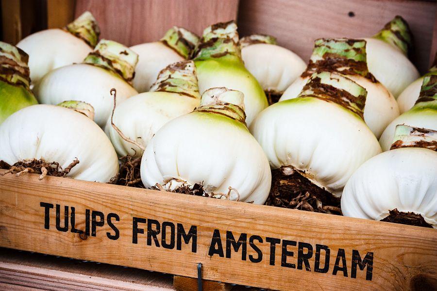 Velikonoční Amsterdam + KVĚTINOVÁ ZAHRADA KEUKENHOF + SLAVNÁ MUZEA (letecky z Os