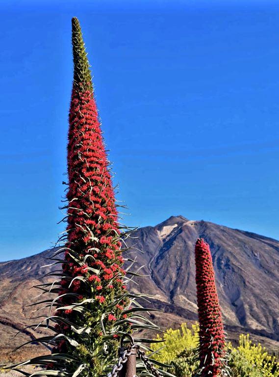 Tenerife: Za velkolepým hadincem teidským
