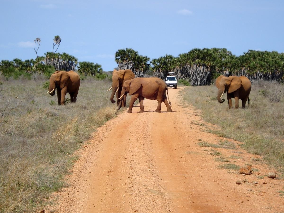 2 Dny Safari Tsavo East + Neptune Paradise