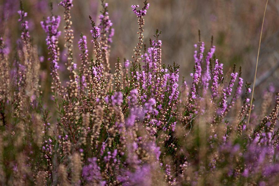 To nejlepší z Amsterdamu + Giethoorn + národní park (letecky z Prahy)
