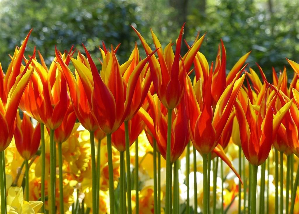 Holandsko – Jarní Keukenhof A Amsterdam, Letecky