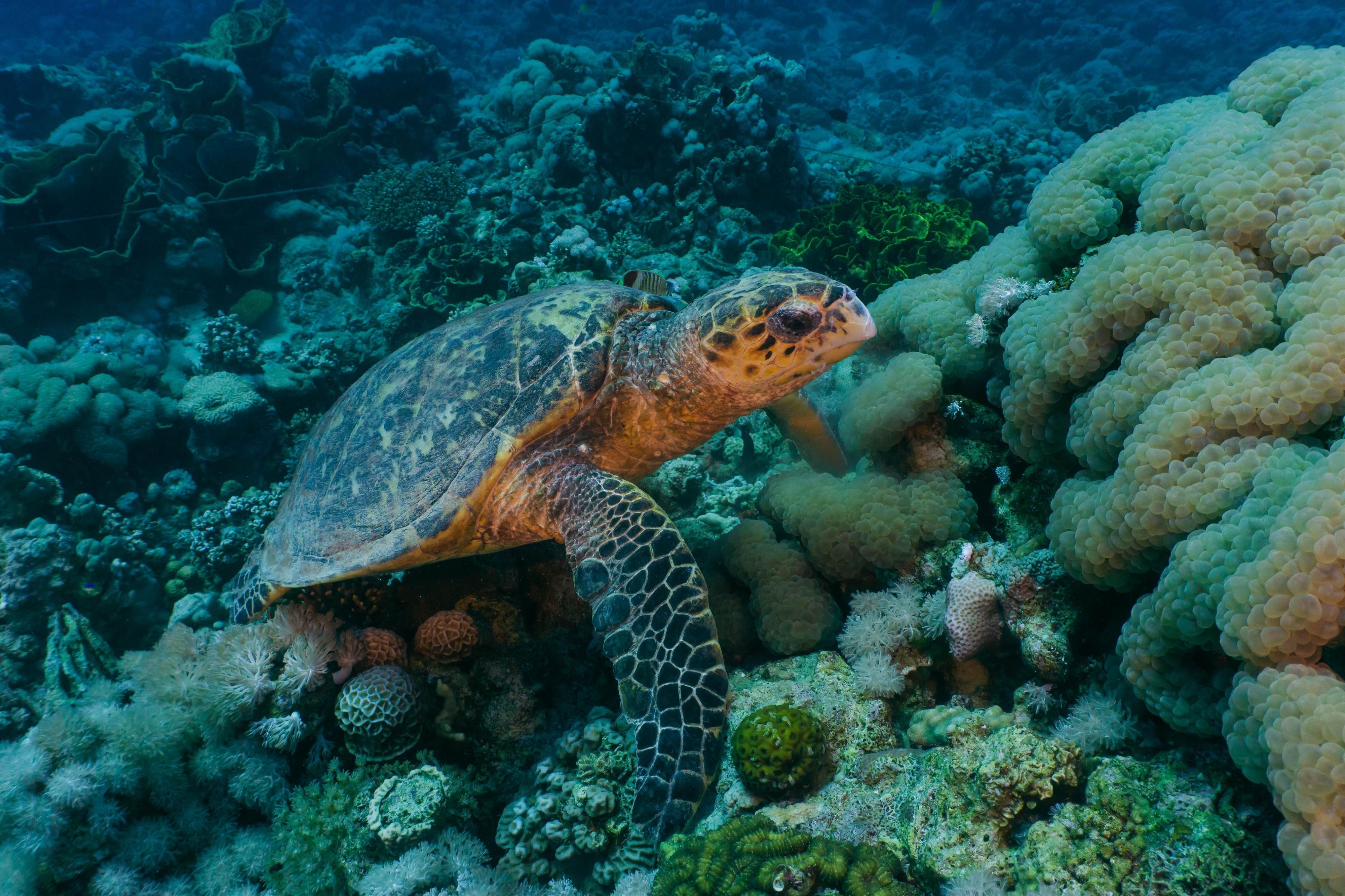 JORDÁNSKO – od královského Ammánu po Mrtvé moře