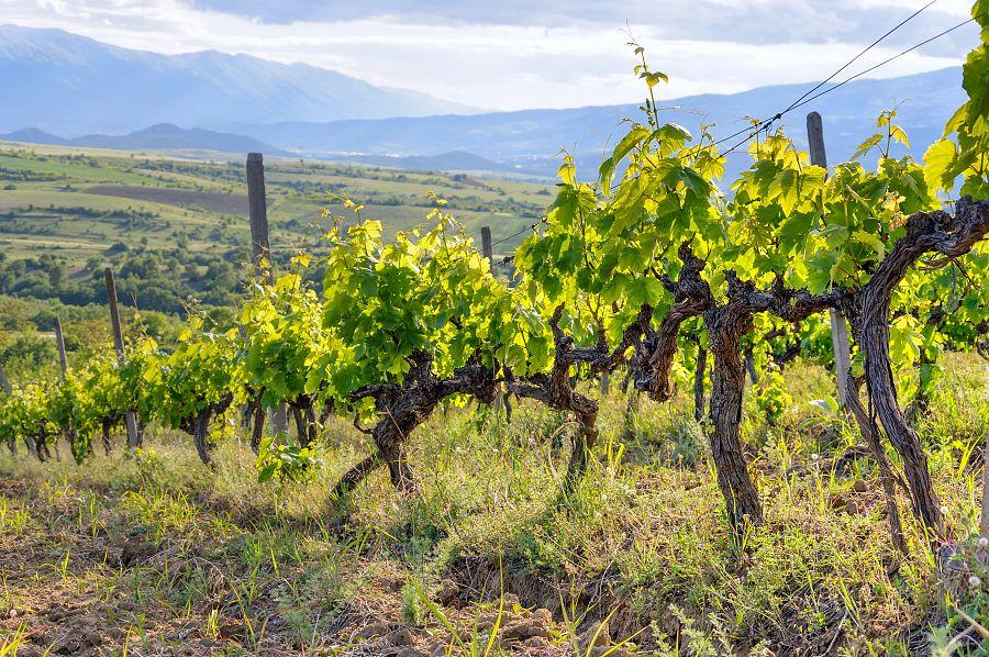 To Nejlepší Z Bulharska + Sedm Rilských Jezer + Ochutnávka Melnického Vína (Lete