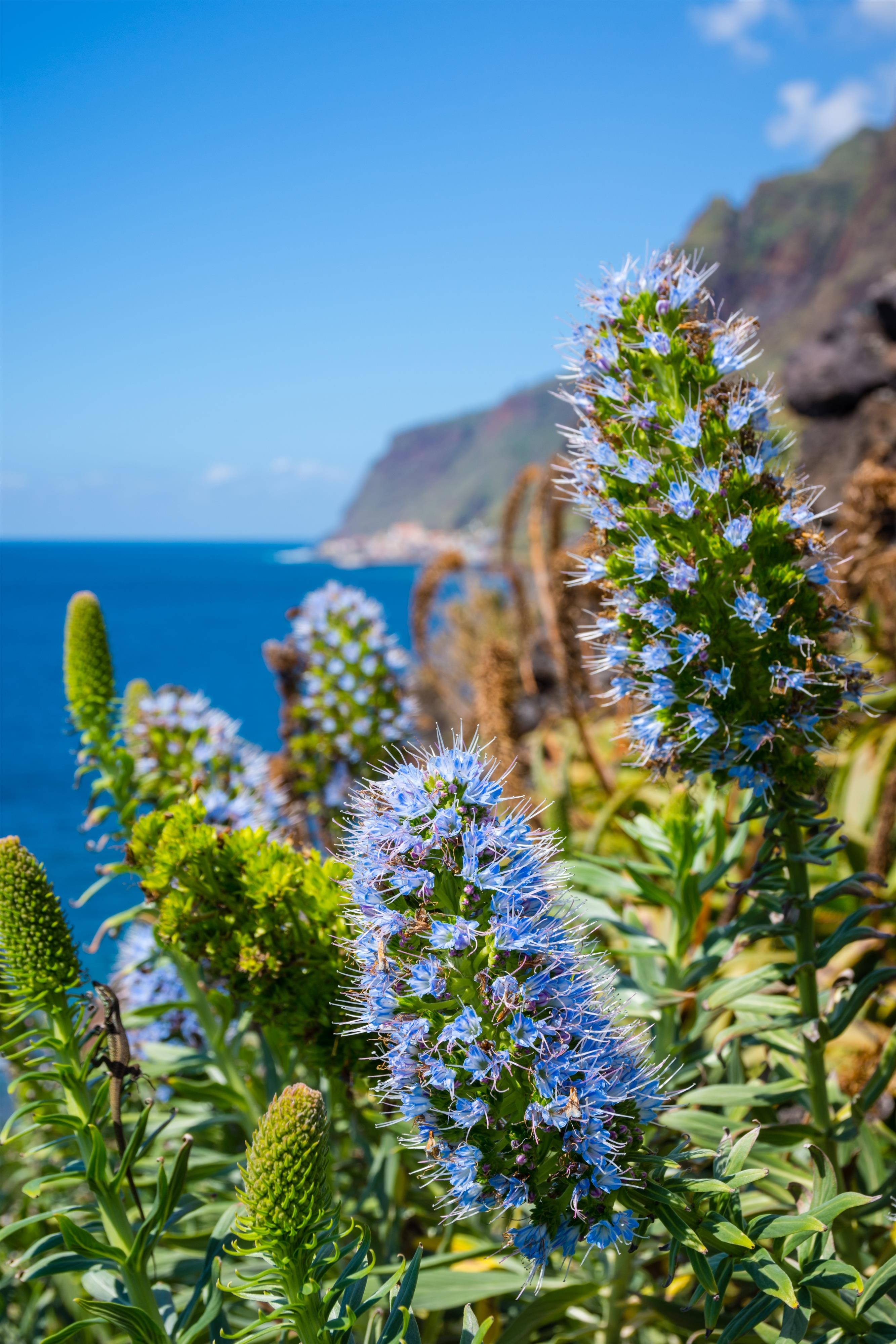 Velikonoční Madeira