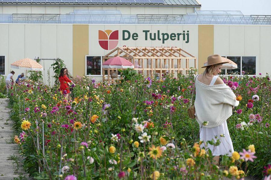 Holandské Pobřeží Na Kole + Amsterdam + Rodinná Květinová Farma