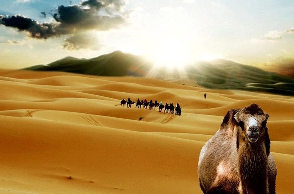 Okruh Saharou na velbloudech